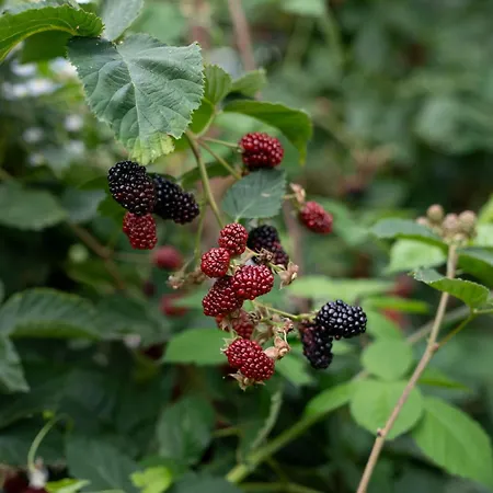 Haus Kaernten بيت ضيافة 3*