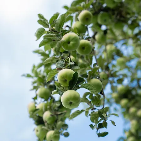 Haus Kaernten بيت ضيافة دوبرياخ