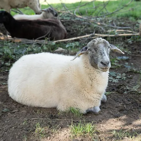 Haus Kaernten بيت ضيافة دوبرياخ