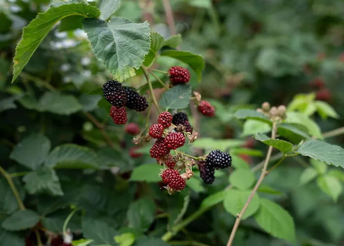 Haus Kaernten Pensjonat 3*